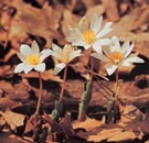 BloodRoot